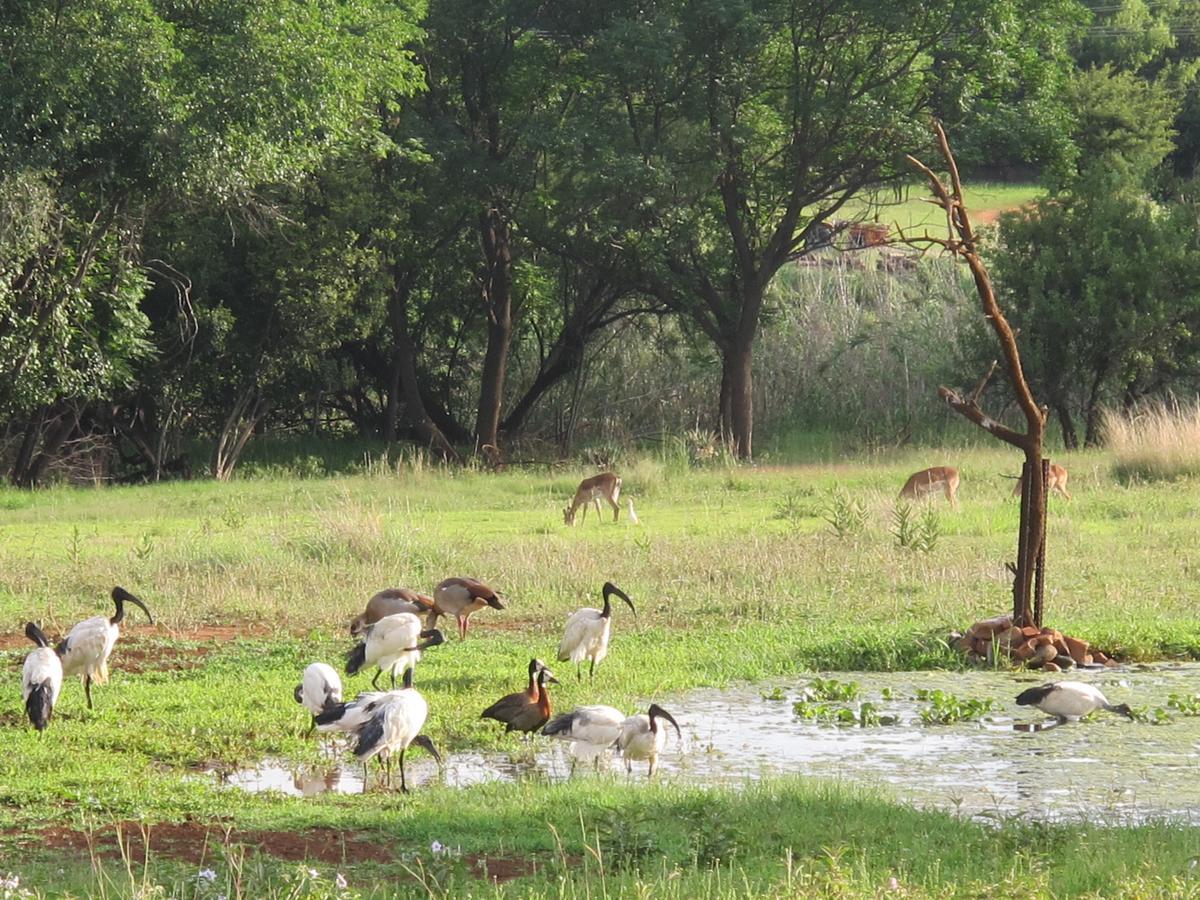 Harties Is Africa Safari Lodge Kosmos Kültér fotó