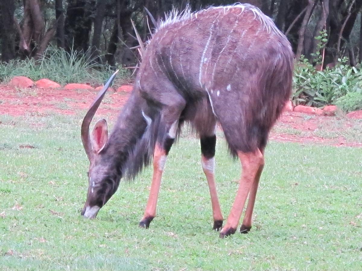 Harties Is Africa Safari Lodge Kosmos Kültér fotó