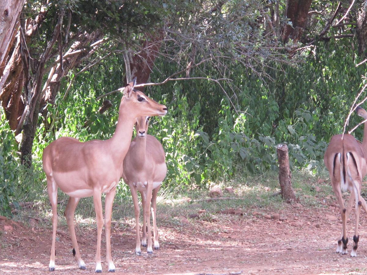 Harties Is Africa Safari Lodge Kosmos Kültér fotó