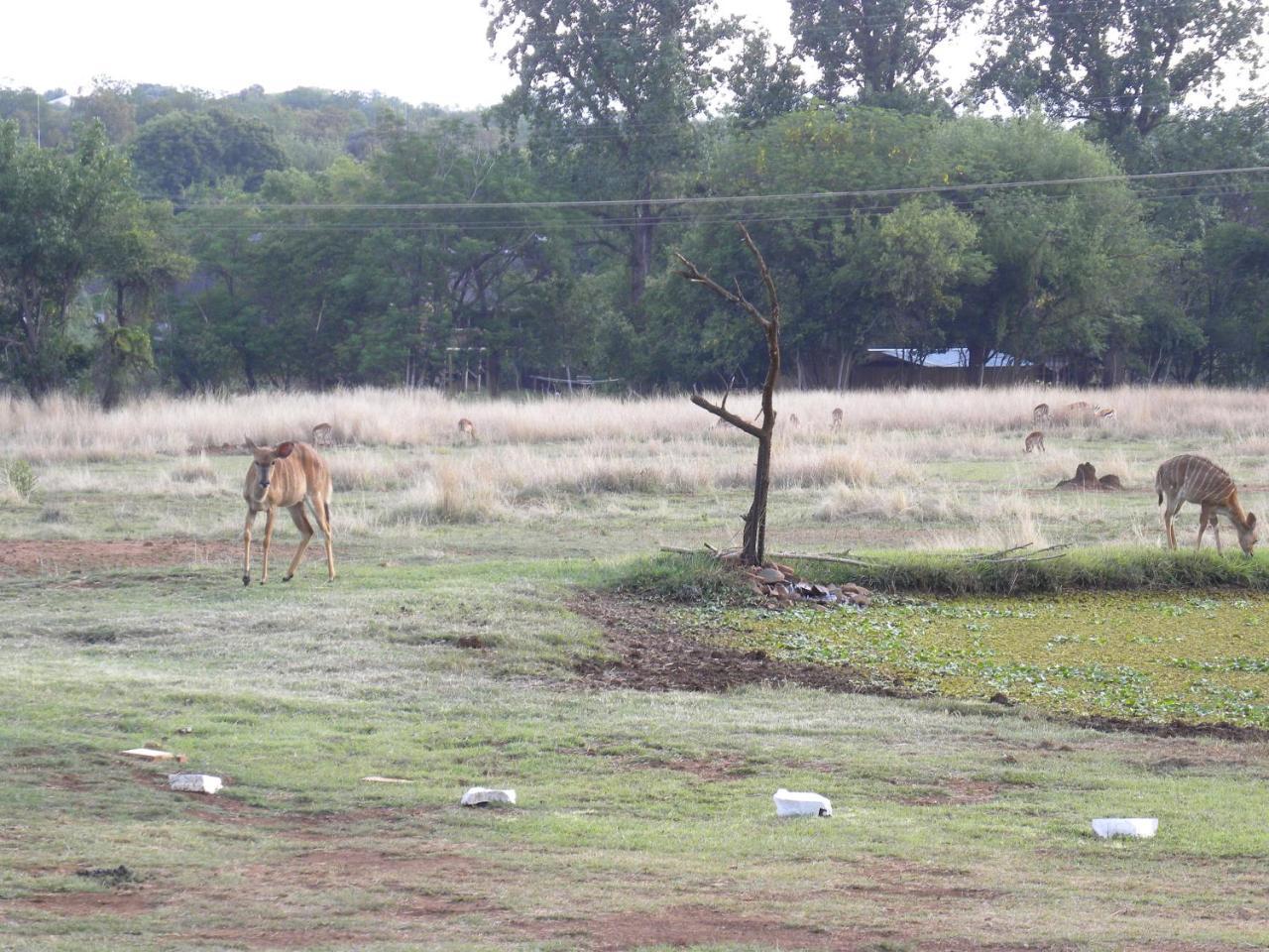Harties Is Africa Safari Lodge Kosmos Kültér fotó