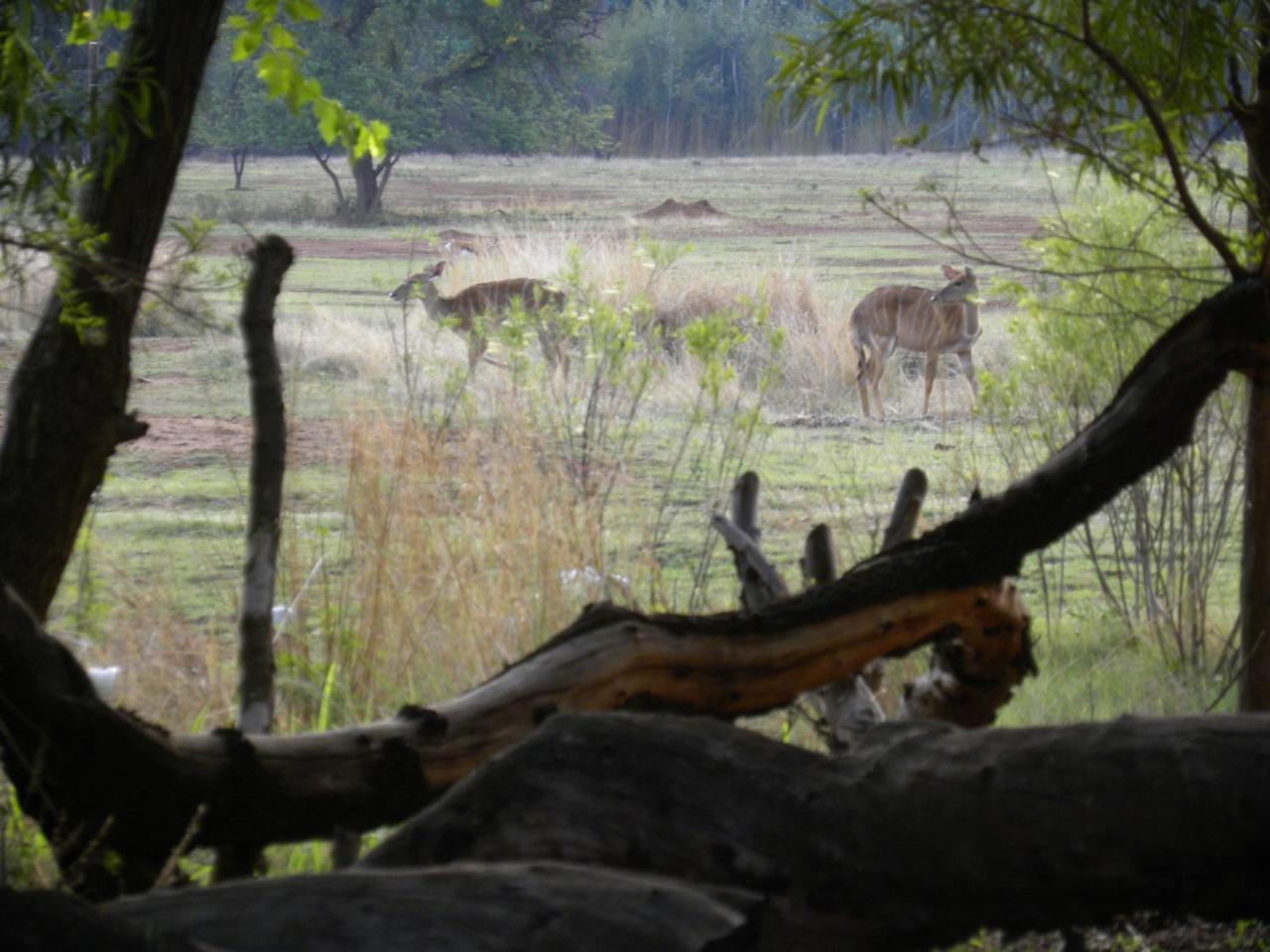 Harties Is Africa Safari Lodge Kosmos Kültér fotó