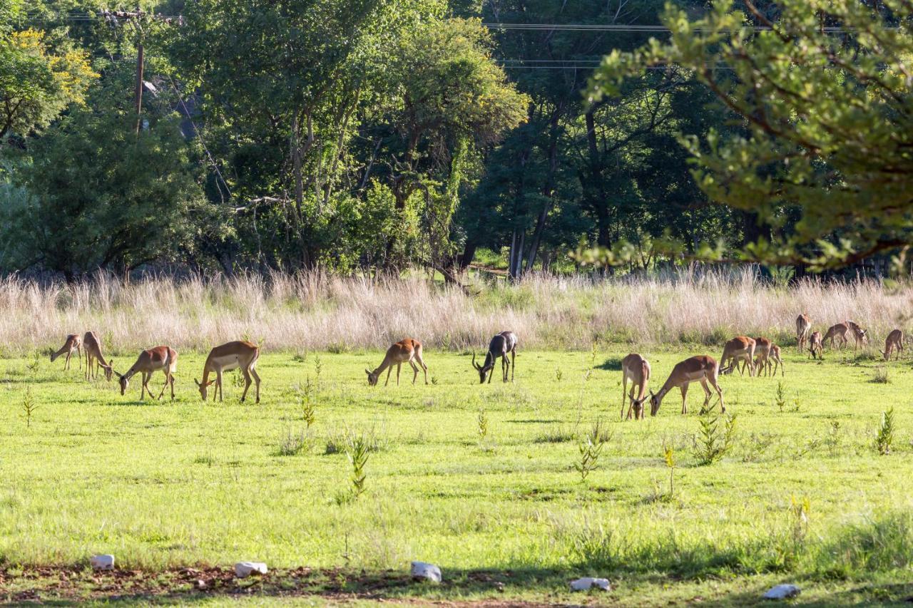 Harties Is Africa Safari Lodge Kosmos Kültér fotó